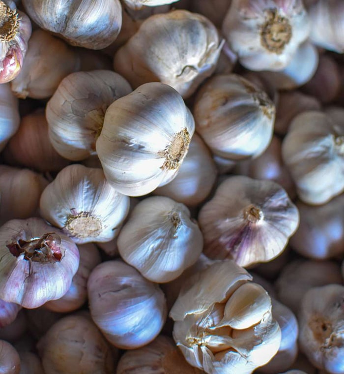 Export-grade garlic