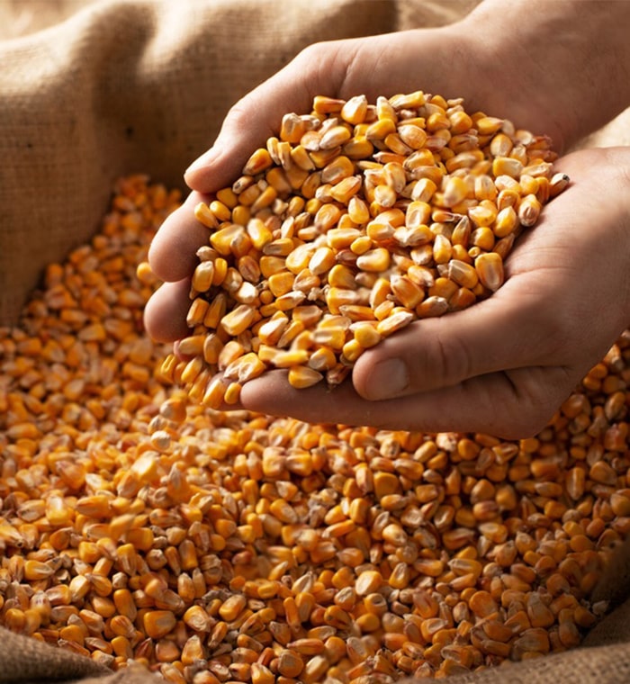 Premium Organic Maize for Global Markets