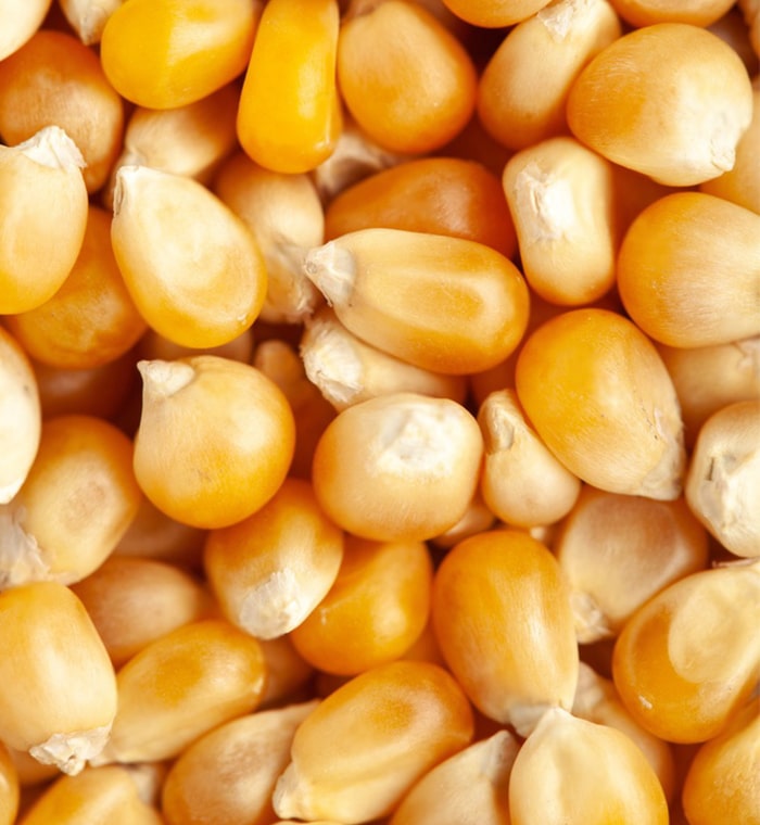 High-Quality Maize Grains